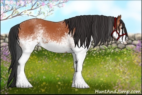 Horse Color:White Spotted Bay 