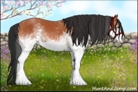 Horse Color:White Spotted Bay 