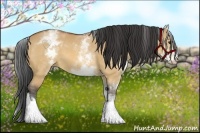 Horse Color:White Spotted Bay Dun