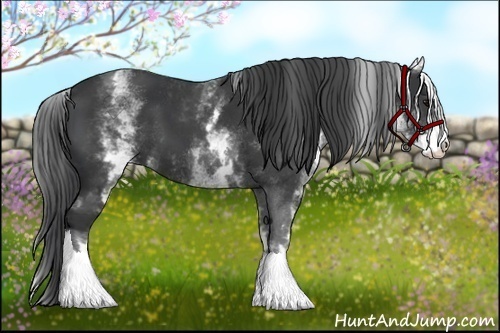 Horse Color:White Spotted Black