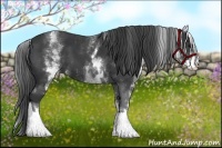 Horse Color:White Spotted Black 