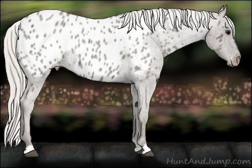 Horse Color:Silver Blue Roan Near Leopard Rabicano 