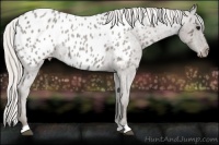 Horse Color:Silver Blue Roan Near Leopard Rabicano 