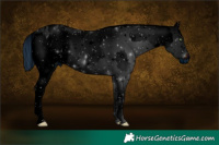 Horse Color:ERROR: UNKNOWN ANOMALY and ERROR: UNKNOWN ANOMALY