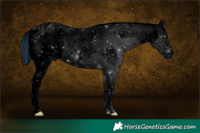 Horse Color:ERROR: UNKNOWN ANOMALY and ERROR: UNKNOWN ANOMALY