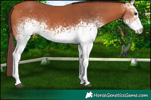 Horse Color:White Spotted Chocolate Bay 