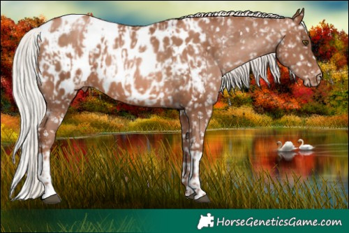 Horse Color:Chocolate Silver Brown Pearl Blanket  and Chocolate Silver Brown Pearl Blanket 