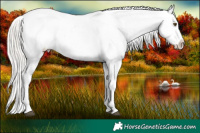 Horse Color:Chocolate Silver Brown Pearl Appaloosa and Chocolate Silver Brown Pearl Appaloosa