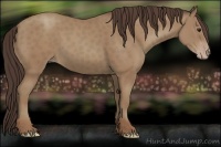 Horse Color:Classic Champagne 