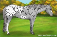 Horse Color:Black Appaloosa 