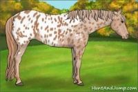 Horse Color:Chestnut Appaloosa 