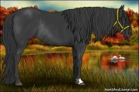 Horse Color:Black Rabicano 