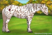 Horse Color:Chestnut Appaloosa