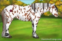 Horse Color:Bay Appaloosa 