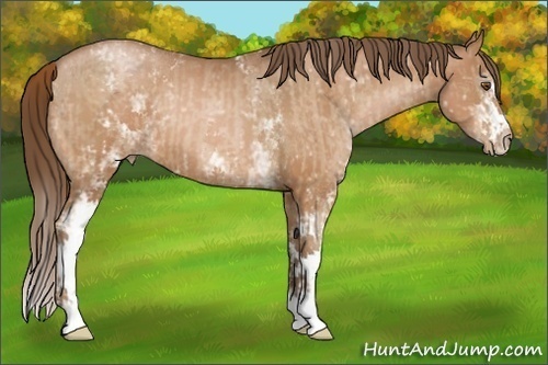 Horse Color:White Spotted Bay Pearl  and White Spotted Bay Pearl 
