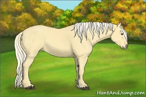 Horse Color:Palomino Dun