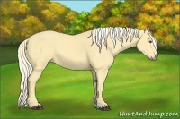 Horse Color:Palomino Dun 