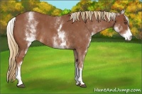 Horse Color:White Spotted Red Roan 