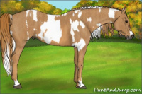 Horse Color:Gray Black Brindle