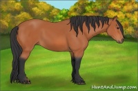 Horse Color:Bay Sabino