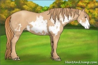 Horse Color:White Spotted Gold Champagne Frame 