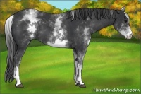 Horse Color:White Spotted Black