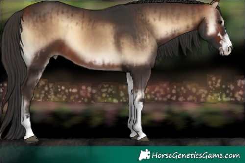 Horse Color:Bay Onyx and Bay Onyx