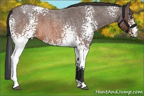 Horse Color:White Spotted Brown Roan 