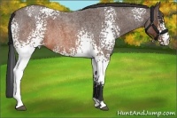 Horse Color:White Spotted Brown Roan 