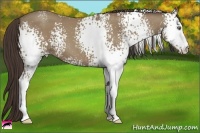 Horse Color:White Spotted Classic Champagne 