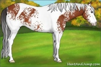 Horse Color:White Spotted Bay Tobiano