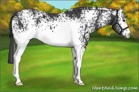 Horse Color:White Spotted Black 