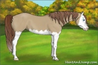 Horse Color:Liver Red Dun Splash