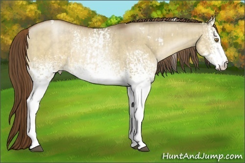 Horse Color:White Spotted Bay Pearl Dun and White Spotted Bay Pearl Dun