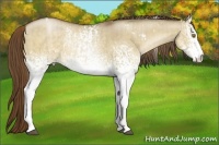 Horse Color:White Spotted Bay Pearl Dun and White Spotted Bay Pearl Dun