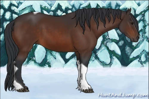 Horse Color:Bay Tobiano 