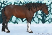 Horse Color:Bay Tobiano 