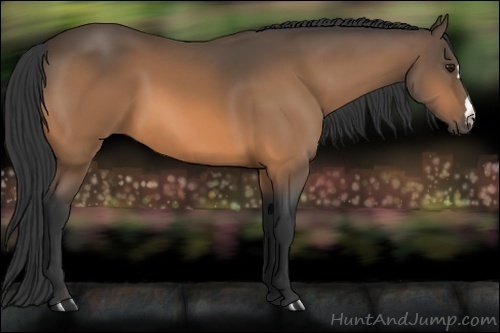 Horse Color:Buckskin 
