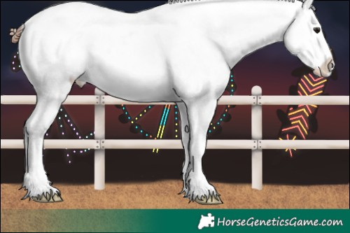 Horse Color:Brown Dun Splash Appaloosa Rabicano 