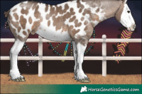 Horse Color:Brown Dun Splash Appaloosa Rabicano 