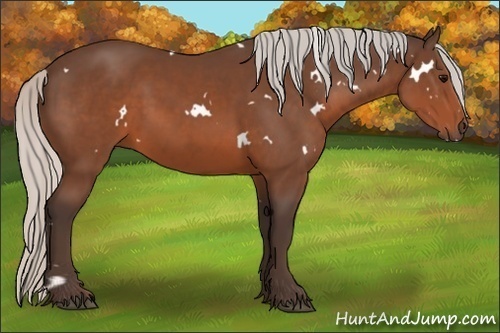 Horse Color:White Spotted Silver Brown 