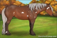 Horse Color:White Spotted Silver Brown