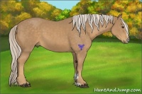 Horse Color:Palomino Sabino