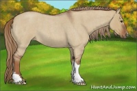 Horse Color:Red Dun Roan 