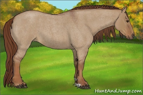 Horse Color:Red Dun Roan 