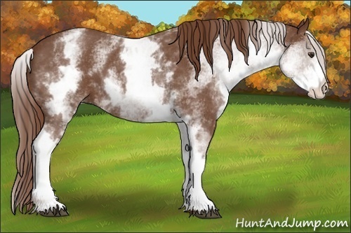Horse Color:White Spotted Red Roan 