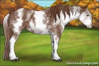 Horse Color:White Spotted Red Roan 