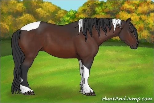 Horse Color:Bay Tobiano 