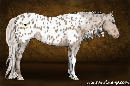 Horse Color:Silver Grullo Appaloosa 