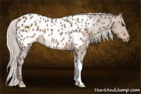 Horse Color:Silver Grullo Appaloosa 
